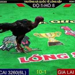 đá gà trực tiếp 5/8/2023