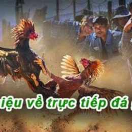 đá gà trực tiếp 67 bảo sting