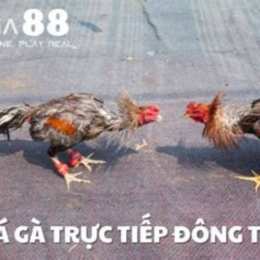da ga truc tiep 88 ga den