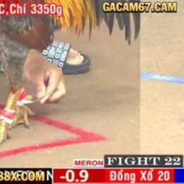 đá gà trực tiếp bộ 67 c3