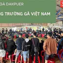 đá gà trực tiếp bồ 888 ngày hôm nay