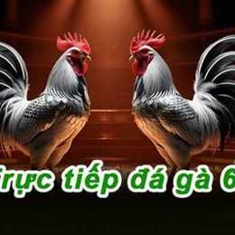 đá gà trực tiếp c1 c2 c3 c4 thomo