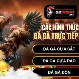 đá gà trực tiếp c3 hôm nay thomo