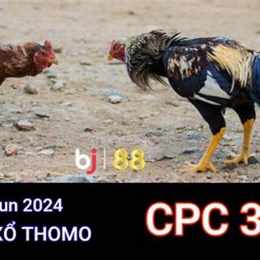 đá gà trực tiếp c3 ngày 24