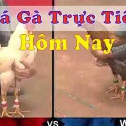 da gà trực tiep c5