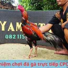 đá gà trực tiếp cpc4 23/7