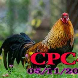 đá gà trực tiếp cpc4 hôm qua