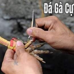 đá gà trực tiếp cựa dao 388