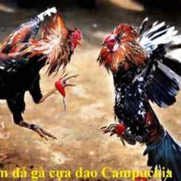 đá gà trực tiếp cựa dao campuchia