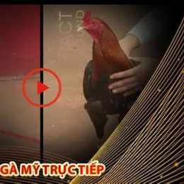 đá gà trực tiếp cựa dao mỹ