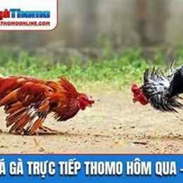 đá gà trực tiếp hôm qua cpc3