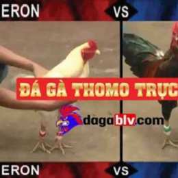 đã gà trực tiếp khờ mo 67