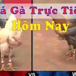 đã gà trực tiếp không à