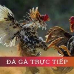 đa ga truc tiep .net