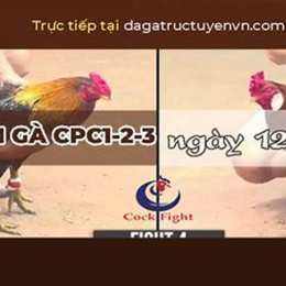 đá gà trực tiếp ngày 13 tháng 10 c2