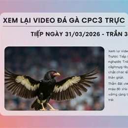 đá gà trực tiếp ngày 31 tháng 03