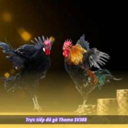 da ga truc tiep sv388 tot nhat viet nam