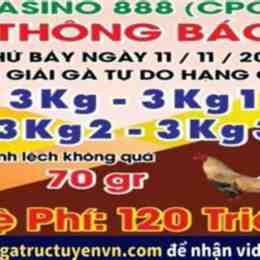 đá gà trực tiếp thomo ngày 19 tháng 11
