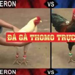 đá gà trực tiếp thomo ngày 9 tháng 10