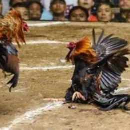 da ga truc tiep thuong phuoc