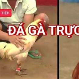 đa ga truc tiepc2