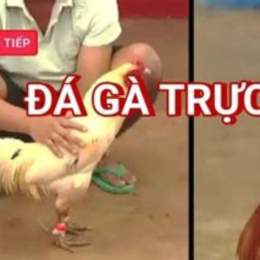 đa ga truc toep