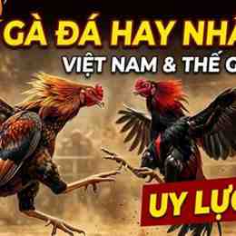 da ga viet nam hay nhat