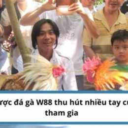đá gà w88 may88