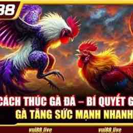 đá gà xàm xí