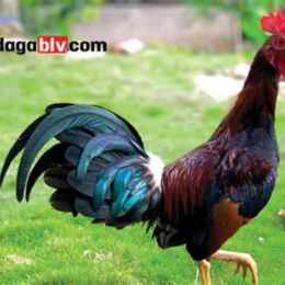 đá gà xanh mồng 9