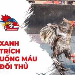 đá gà xanh trích uống máu đối thủ
