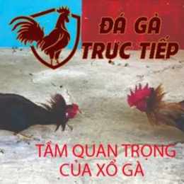 đá gà xổ số