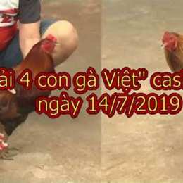 da giai 4 con ga viet