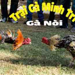 da giai ga noi thomo