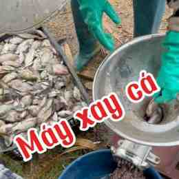 đạm cá cho gà đá