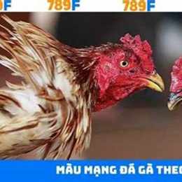 đăng ký đá gà 789