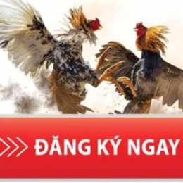 đăng ký đá gà mạng