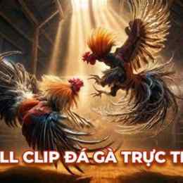 full clip đá gà az