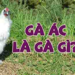 gà ác nặng tối đa bao nhiêu kg