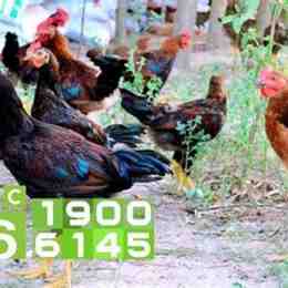 gà ăn sỏi đá có mục đích gì
