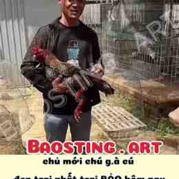 ga baosting da hom nay
