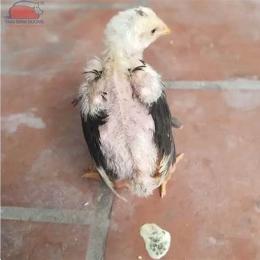 gà bị trắng da