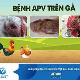 gà bị vàng da