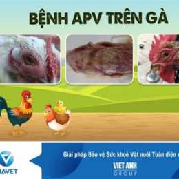 gà bị viêm da