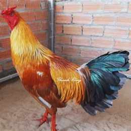 gà bổn đá tiền lớn