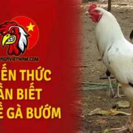 gà bướm đá ngày nào tốt daga.me