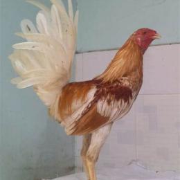 gà butcher đá cựa sắt