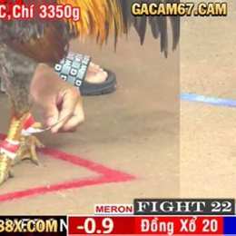 gà cam 67 đá trực tiếp