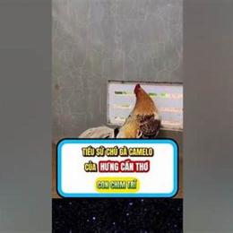 gà camelo của hưng cần thơ đá