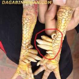 gà chín cựa đá
